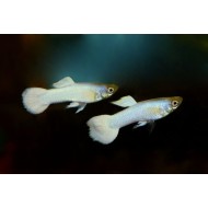 Гуппи Snow White