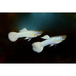 Guppy Snow White