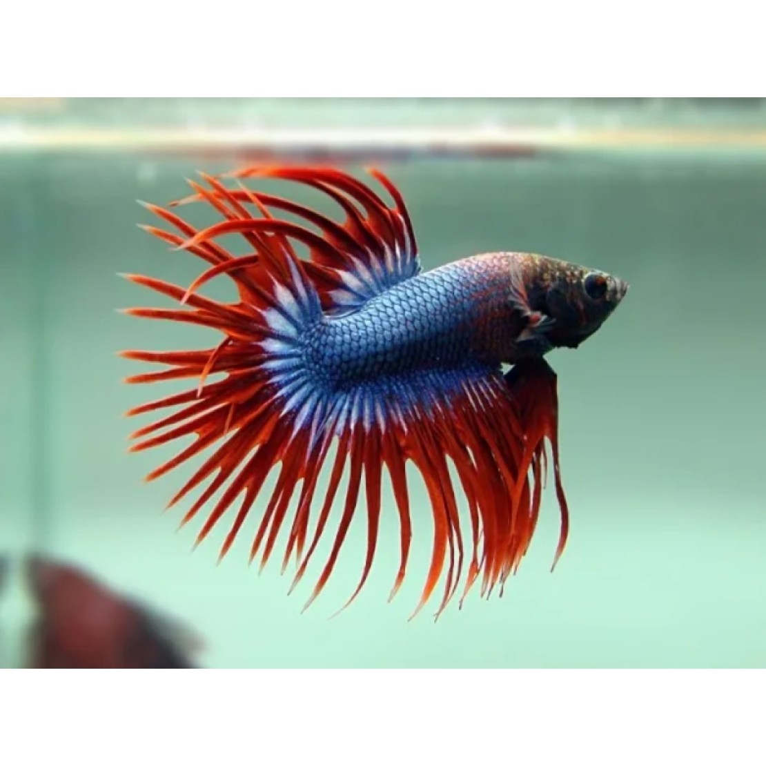 Петушок коронохвостый аквариумная рыбка фото Cumpara - Петушок коронохвостый (Betta Crowntail)