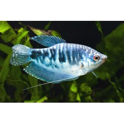 Гурами мраморный (Trichogaster trichopterus) Гурами мраморный (Trichogaster trichopterus)