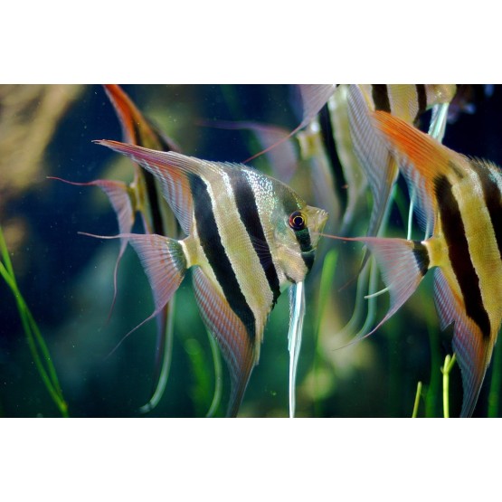 Скалярия Альтум перуанский (Pterophyllum altum) 