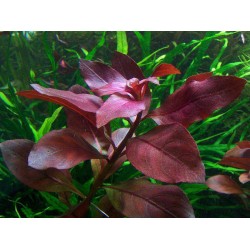 Людвигия рубин (Ludwigia Repens «Rubin») Людвигия рубин (Ludwigia Repens «Rubin»)