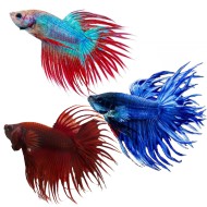 Петушок коронохвостый (Betta Crowntail)