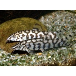 Боция мраморная (Botia lohachata)  Боция мраморная (Botia lohachata)