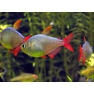 Columbian Tetra (Hyphessobrycon columbianus)