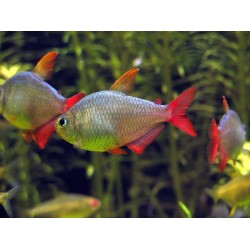 Columbian Tetra (Hyphessobrycon columbianus)