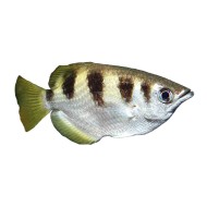 Полосатый брызгун (Toxotes jaculatrix)