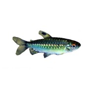 Конго жёлтый , или Арнольдихт (Arnoldichthys spilopterus)