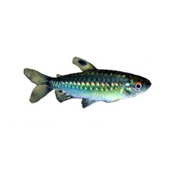Конго жёлтый , или Арнольдихт (Arnoldichthys spilopterus) Конго жёлтый , или Арнольдихт (Arnoldichthys spilopterus)