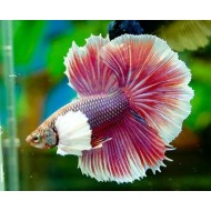 Петушок Дамбо супердельта (Betta Dumbo Super Delta)