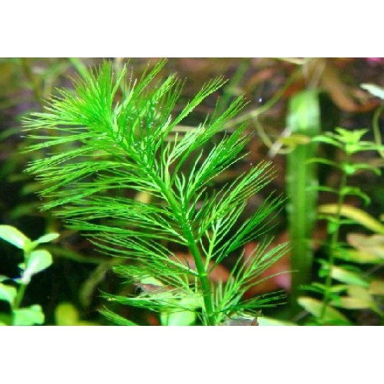 Перистолистник елочный (Myriophyllum elatinoides) 