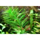 Перистолистник елочный (Myriophyllum elatinoides) 