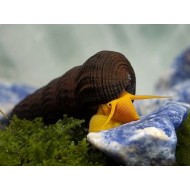 Улитка Оранжевый Кролик (Тиломелания) "Rabbit snail (Tylomelania)" Улитка Оранжевый Кролик (Тиломелания) "Rabbit snail (Tylomelania)"