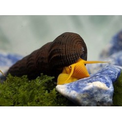 Улитка Оранжевый Кролик (Тиломелания) "Rabbit snail (Tylomelania)" Улитка Оранжевый Кролик (Тиломелания) "Rabbit snail (Tylomelania)"
