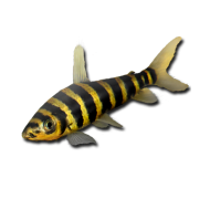 Полосатый лепорин (Leporinus fasciatus)