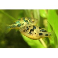 Tetraodon pitic (Tetraodon travancoricus)