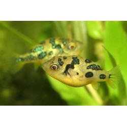 Tetraodon pitic (Tetraodon travancoricus)