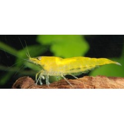 Креветка желтая канарейка неоновая (Caridina serrata Fire  Yellow) Креветка желтая канарейка неоновая (Caridina serrata Fire  Yellow)