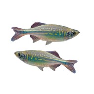 Малабарский данио (лат. Devario malabaricus)