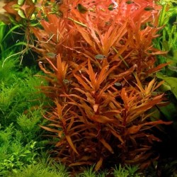 Аммания изящная (Ammannia gracilis) Аммания изящная (Ammannia gracilis)