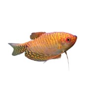 Гурами золотой (Trichogaster trichopterus)