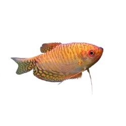 Гурами золотой (Trichogaster trichopterus) Гурами золотой (Trichogaster trichopterus)