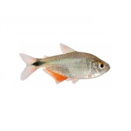 Buenos Aires Tetra (Hyphessobrycon anisitsi)