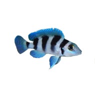 Лампрологус пятиполосый (Neolamprologus tretocephalus) Лампрологус пятиполосый (Neolamprologus tretocephalus)