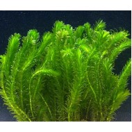 Элодея денса (Egeria densa)  Элодея денса (Egeria densa)
