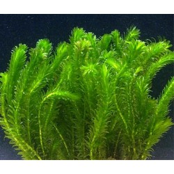 Элодея денса (Egeria densa)  Элодея денса (Egeria densa)