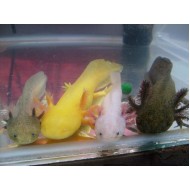 Аксолотль (Axolotl) Аксолотль (Axolotl)