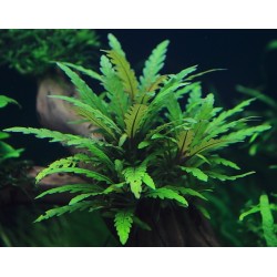 Гигрофила Пиннатифида (Перистонадрезанная) / Hygrophila Pinnatifida  Гигрофила Пиннатифида (Перистонадрезанная) / Hygrophila Pinnatifida