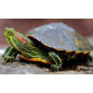 Красноухая черепаха (Trachemys scripta)