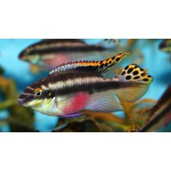 Попугайчик африканский (Pelvicachromis pulcher) Попугайчик африканский (Pelvicachromis pulcher)