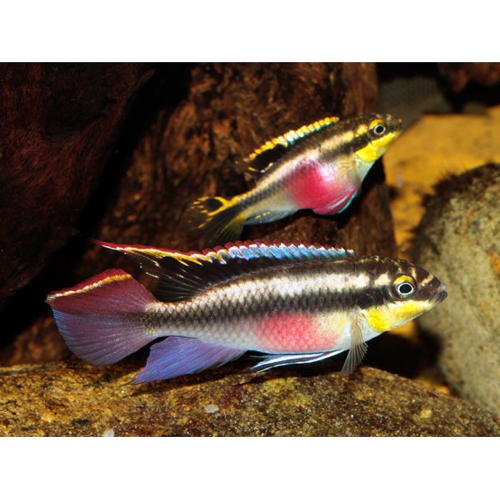 Попугайчик африканский (Pelvicachromis pulcher)