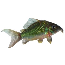 Коридорас зеленый или брохис изумрудный (Corydoras splendens) Коридорас зеленый или брохис изумрудный (Corydoras splendens)
