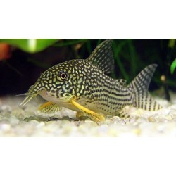 Коридорас Штерба (Corydoras sterbai) Коридорас Штерба (Corydoras sterbai)