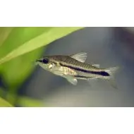  Коридорас пигмей (Corydoras pygmaeus)