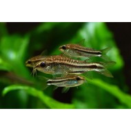 Коридорас пигмей (Corydoras pygmaeus)  Коридорас пигмей (Corydoras pygmaeus)