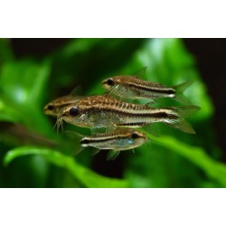 Коридорас пигмей (Corydoras pygmaeus)  Коридорас пигмей (Corydoras pygmaeus)