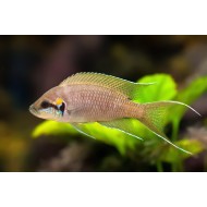 Принцесса Бурунди (Neolamprologus brichardi) Принцесса Бурунди (Neolamprologus brichardi)