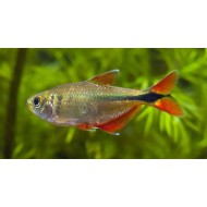 Buenos Aires Tetra (Hyphessobrycon anisitsi)