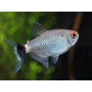 Филомена, или мюнхаузия красноглазая (Moenkhausia sanctaefilomenae)