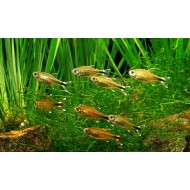 Тетра медная, или Хасемания нана (Hasemania nana)