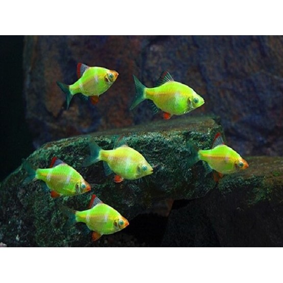 Barbus GloFish verde  (Puntius tetrazona Glofish)