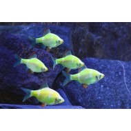 Барбус глофиш зеленый (Puntius tetrazona Glofish)