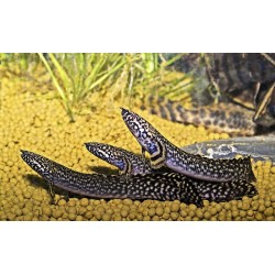 Полиптерус орнатипинис (Polypterus ornatipinnis) Полиптерус орнатипинис (Polypterus ornatipinnis)
