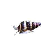 Хелена (Anentome helena) Хелена (Anentome helena)