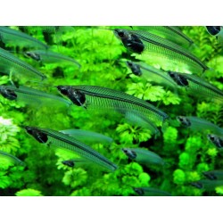 Индийский стеклянный сомик (Kryptopterus vitreolus)  Индийский стеклянный сомик (Kryptopterus vitreolus)