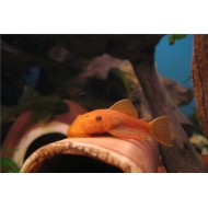 Анциструс красный вуалевый (Ancistrus dolichopterus red) 